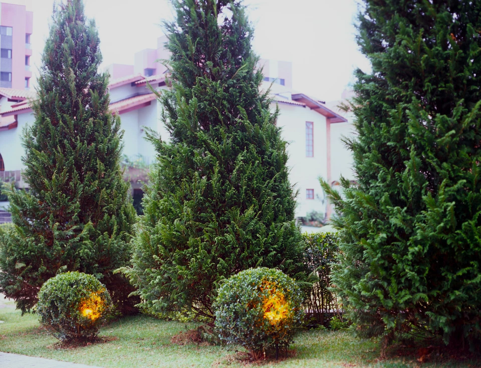 Topiarias e volumes geométricos do Jardim Francês Clássico