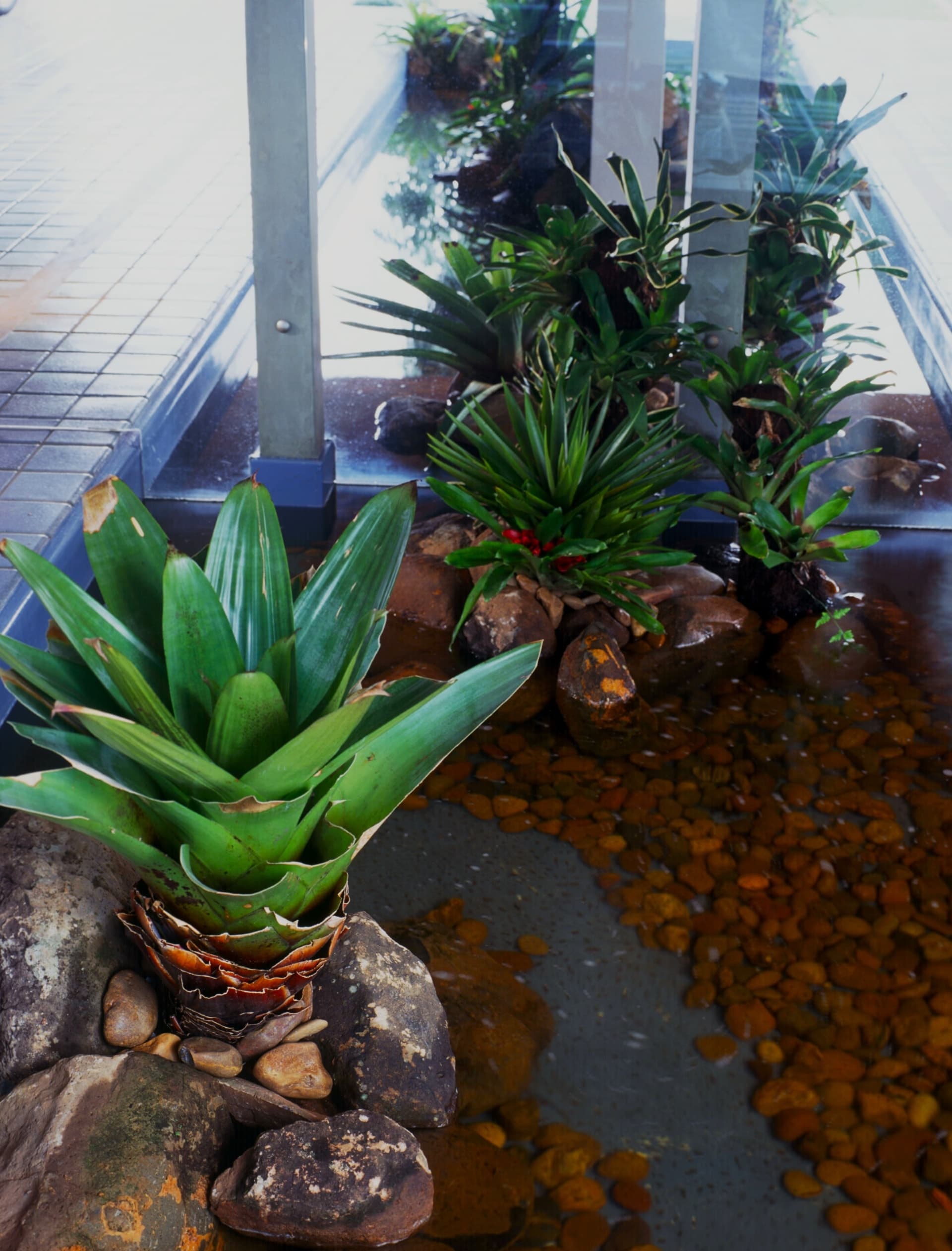Folhagens tropicais refletidas na água em acesso residencial