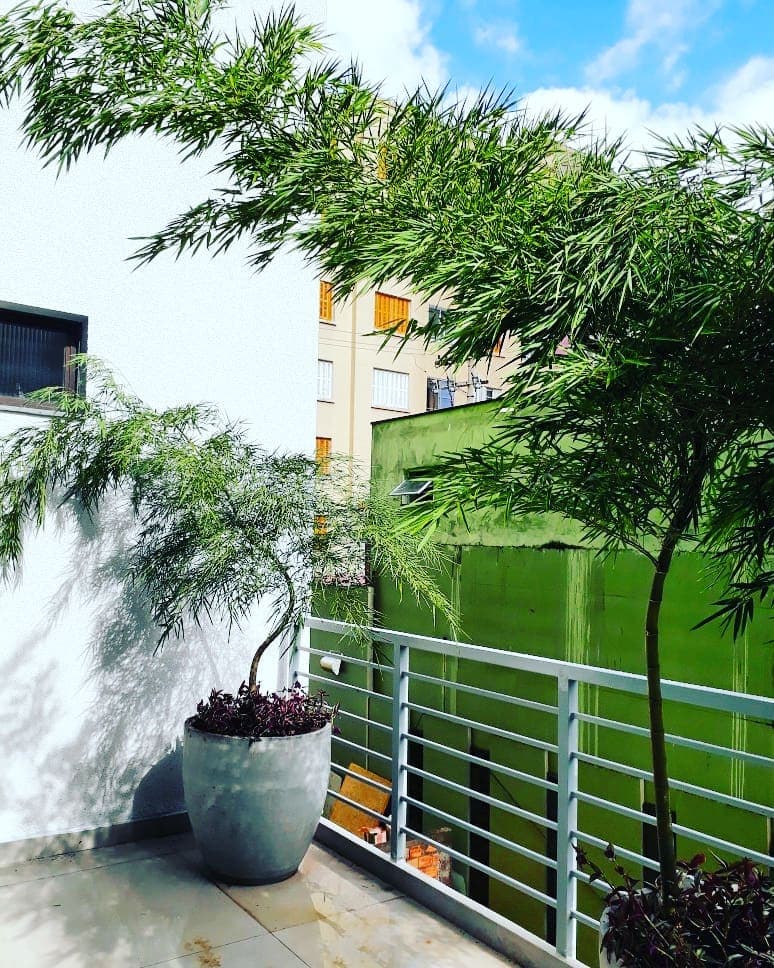 Árvore ornamental em vaso cinza diante da parede verde na área externa do SICOOB Metalcred