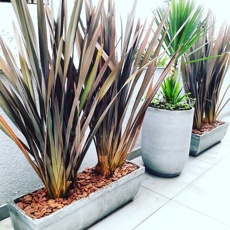 Folhagens altas em jardineira retangular e vaso de cimento na área externa do SICOOB Metalcred