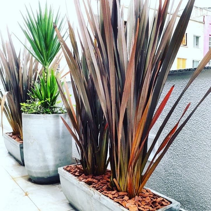 Folhagens esculturais em jardineira e vasos sobre pedriscos no SICOOB Metalcred