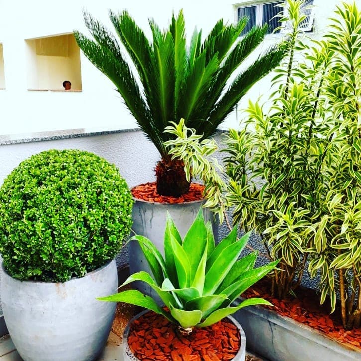 Cica, agave e arbusto podado compondo o jardim em vasos do SICOOB Metalcred
