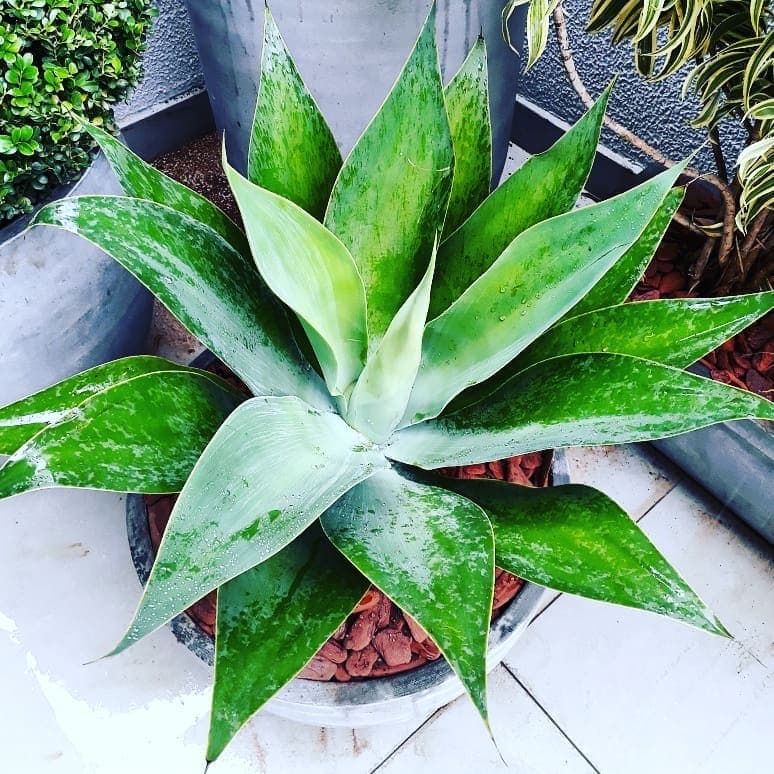 Detalhe de agave em vaso redondo com cobertura de casca de pinus no SICOOB Metalcred