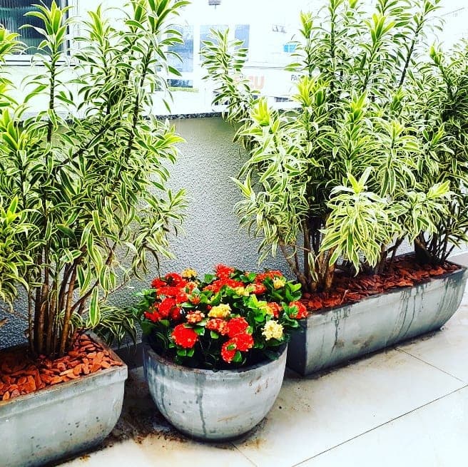 Jardineira com arbustos e vaso de flores vermelhas na área externa do SICOOB Metalcred