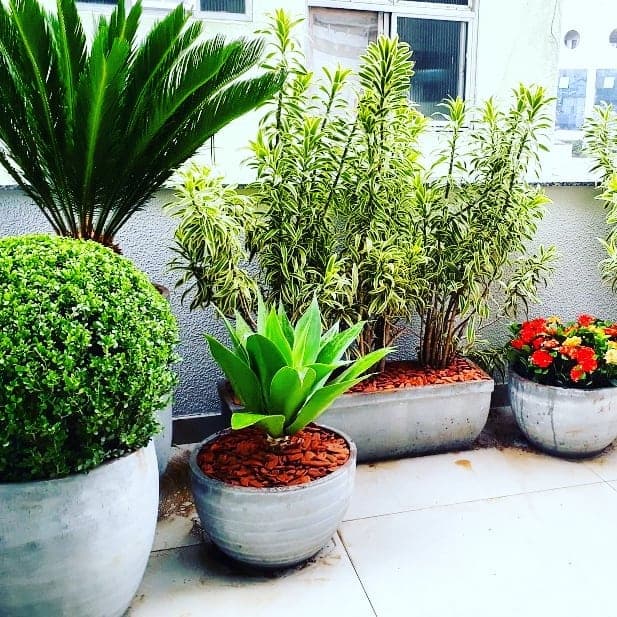 Cica, arbusto topiado, agave e flores compondo o terraço do SICOOB Metalcred