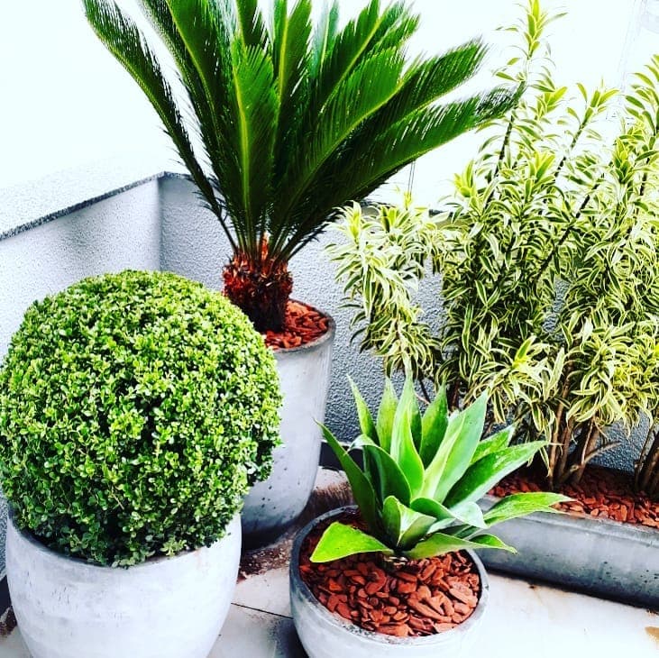 Agave em primeiro plano entre cica, arbusto podado e jardineira no SICOOB Metalcred