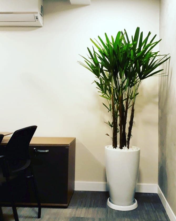 Planta de folhas estreitas em vaso branco no ambiente de trabalho do SICOOB Metalcred
