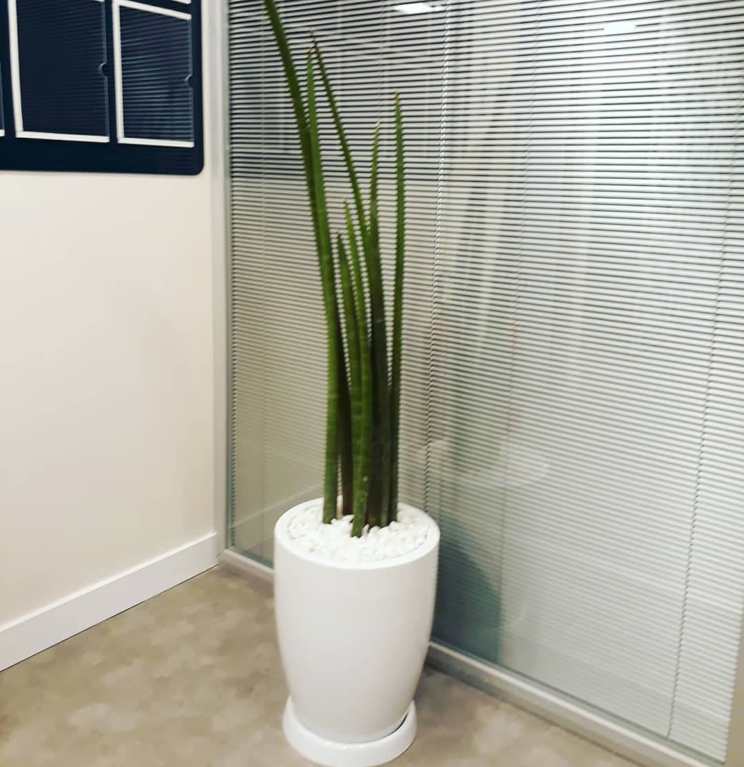 Lanças-de-são-jorge em vaso branco diante da divisória de vidro do SICOOB Metalcred