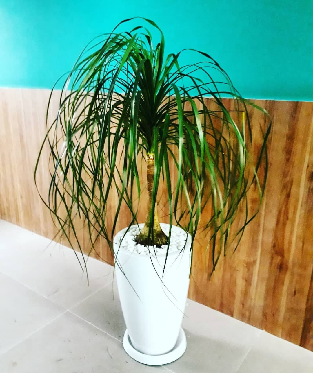 Pata-de-elefante em vaso branco no corredor interno do SICOOB Metalcred
